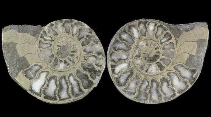 Pyritized Ammonite Fossil Pair #48041